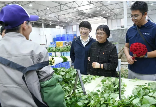 一片红配资 丽江市委书记与张桂梅，采摘鲜花